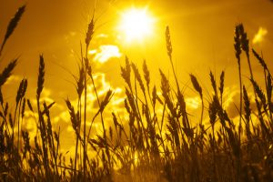 Picture of wheat in the sun